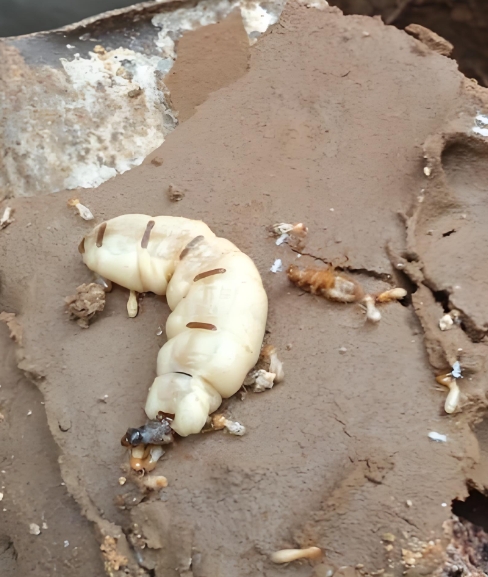 镇江白蚁防治所:繁殖蚁