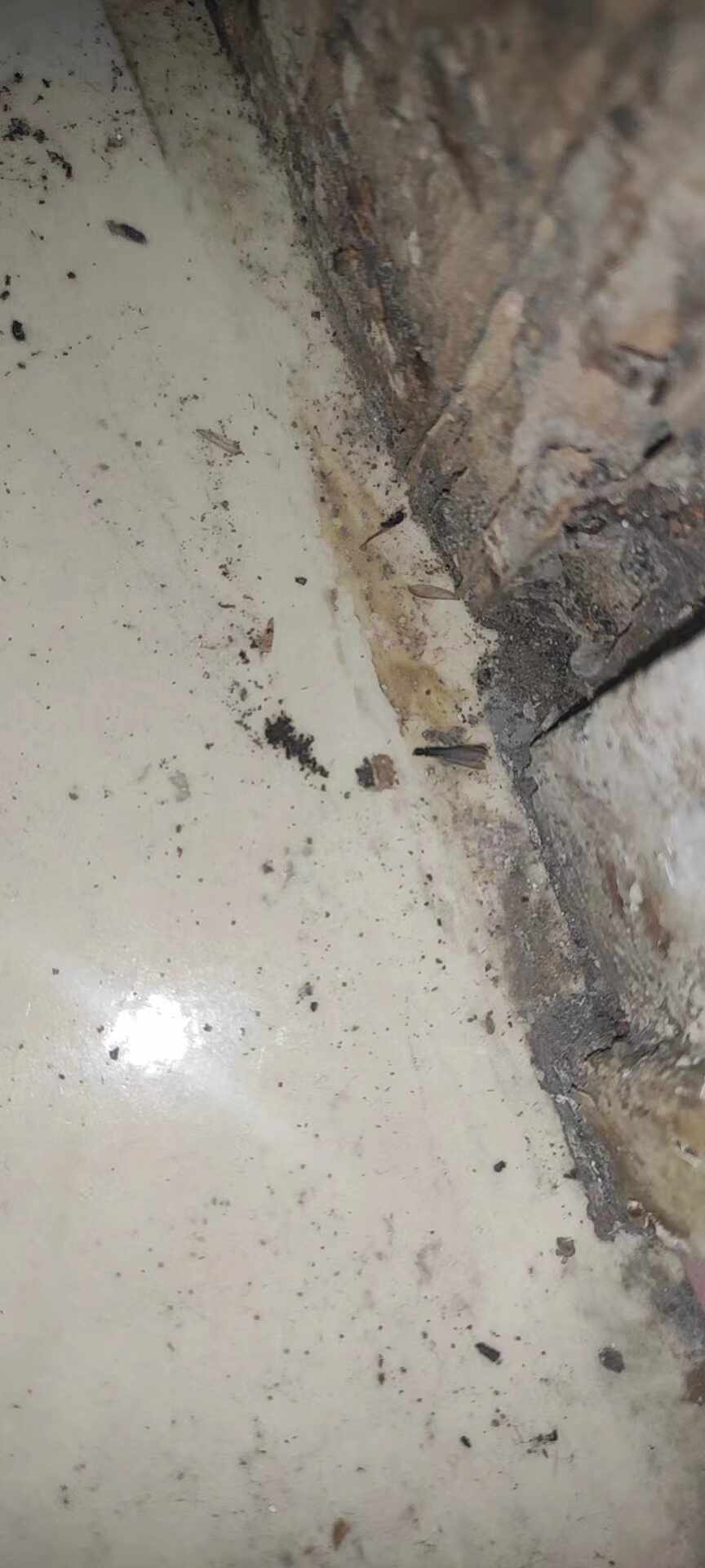 家里地上出现大片的虫子怎么回事?